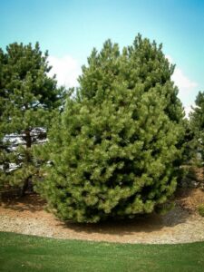 Сосна Чёрная (Pinus Nigra) купить по цене от 270.00р. в интернет-магазине «Посадика» с доставкой почтой в в Сухиничие и по всей России – [изображение №1].