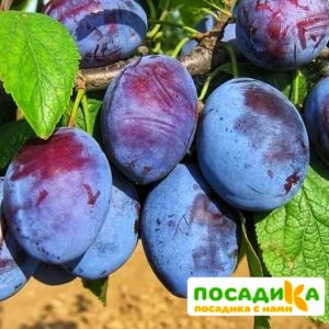 Слива Чачакская ранняя купить по цене от 229.00р. в интернет-магазине «Посадика» с доставкой почтой в в Сухиничие и по всей России – [изображение №1].