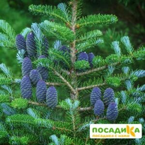 Пихта корейская (Abies koreana) купить по цене от 450.00р. в интернет-магазине «Посадика» с доставкой почтой в в Сухиничие и по всей России – [изображение №1].