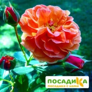 Роза Арабия купить по цене от 350.00р. в интернет-магазине «Посадика» с доставкой почтой в в Сухиничие и по всей России – [изображение №1].