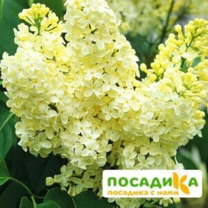 Сирень Примроуз (Primrose) купить по цене от 529.00р. в интернет-магазине «Посадика» с доставкой почтой в в Сухиничие и по всей России – [изображение №1].