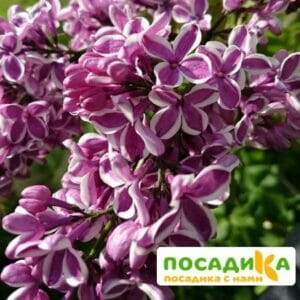 Сирень Сенсация купить по цене от 529.00р. в интернет-магазине «Посадика» с доставкой почтой в в Сухиничие и по всей России – [изображение №1].