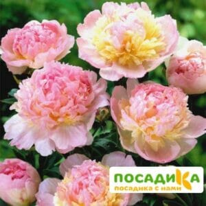 Пион Распберри Сандей (Paeonia Raspberry Sundae) купить по цене от 959р. в интернет-магазине «Посадика» с доставкой почтой в в Сухиничие и по всей России – [изображение №1].