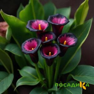 Калла Аура Лейс купить по цене от 400р. в интернет-магазине «Посадика» с доставкой почтой в в Сухиничие и по всей России – [изображение №1].
