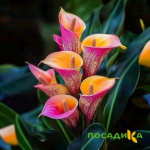 Калла Оникс купить по цене от 450р. в интернет-магазине «Посадика» с доставкой почтой в в Сухиничие и по всей России – [изображение №1].