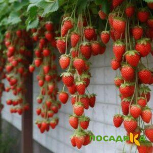 Клубника вьющаяся Комплимент купить по цене от 470р. в интернет-магазине «Посадика» с доставкой почтой в в Сухиничие и по всей России – [изображение №1].