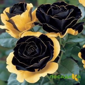Роза Ханни Сикл купить по цене от 700р. в интернет-магазине «Посадика» с доставкой почтой в в Сухиничие и по всей России – [изображение №1].