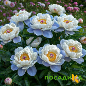 Пион акварельный Этюд купить по цене от 806р. в интернет-магазине «Посадика» с доставкой почтой в в Сухиничие и по всей России – [изображение №1].