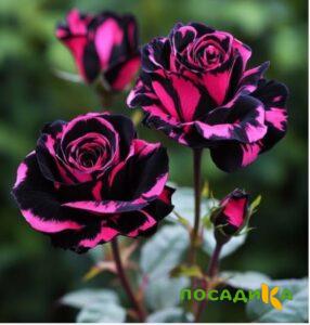 Роза Багровый Шепот купить по цене от 366р. в интернет-магазине «Посадика» с доставкой почтой в в Сухиничие и по всей России – [изображение №1].