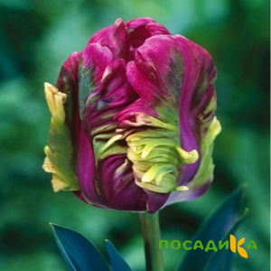 Тюльпан Экзотик Хэвен купить по цене от 186р. в интернет-магазине «Посадика» с доставкой почтой в в Сухиничие и по всей России – [изображение №1].