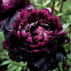 Пион Темный Сад купить по цене от 421р. в интернет-магазине «Посадика» с доставкой почтой в в Сухиничие и по всей России – [изображение №1].
