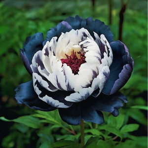 Пион Древовидный Инь-Янь купить по цене от 419р. в интернет-магазине «Посадика» с доставкой почтой в в Сухиничие и по всей России – [изображение №1].