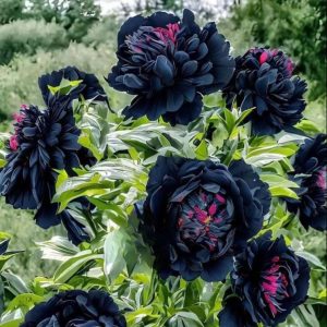 Пион древовидный Сердце Афродиты купить по цене от 600р. в интернет-магазине «Посадика» с доставкой почтой в в Сухиничие и по всей России – [изображение №1].