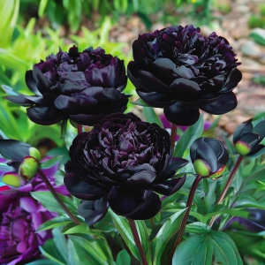 Пион Королевский Бархат купить по цене от 419р. в интернет-магазине «Посадика» с доставкой почтой в в Сухиничие и по всей России – [изображение №1].