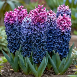 Гиацинт Блю Спринг купить по цене от 2099р. в интернет-магазине «Посадика» с доставкой почтой в в Сухиничие и по всей России – [изображение №1].