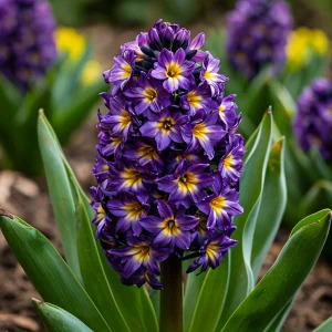 Гиацинт Вельвет Колор купить по цене от 2099р. в интернет-магазине «Посадика» с доставкой почтой в в Сухиничие и по всей России – [изображение №1].