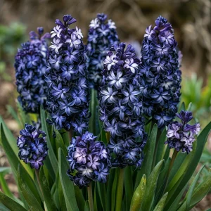 Гиацинт Блум Клауд купить по цене от 2099р. в интернет-магазине «Посадика» с доставкой почтой в в Сухиничие и по всей России – [изображение №1].