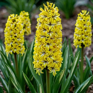 Гиацинт Сансет Голд купить по цене от 2099р. в интернет-магазине «Посадика» с доставкой почтой в в Сухиничие и по всей России – [изображение №1].