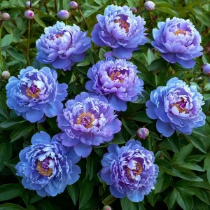 Пион Голубой лотос купить по цене от 590р. в интернет-магазине «Посадика» с доставкой почтой в в Сухиничие и по всей России – [изображение №1].