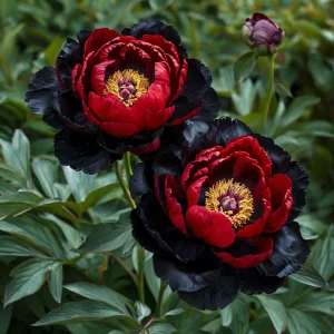 Пион Эбеновый Рубин купить по цене от 419р. в интернет-магазине «Посадика» с доставкой почтой в в Сухиничие и по всей России – [изображение №1].