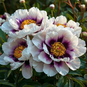 Пион Эко Саммер купить по цене от 548р. в интернет-магазине «Посадика» с доставкой почтой в в Сухиничие и по всей России – [изображение №1].