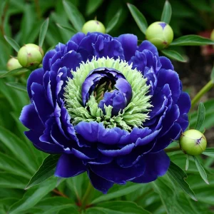 Пион Дримвивер купить по цене от 417р. в интернет-магазине «Посадика» с доставкой почтой в в Сухиничие и по всей России – [изображение №1].