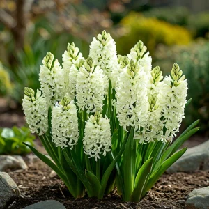 Гиацинт Дрим Трейл купить по цене от 2099р. в интернет-магазине «Посадика» с доставкой почтой в в Сухиничие и по всей России – [изображение №1].